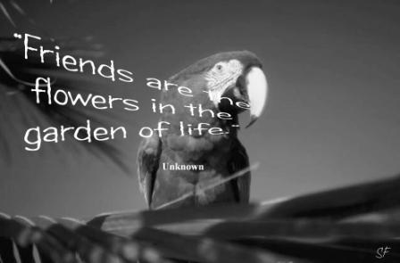 black and white images